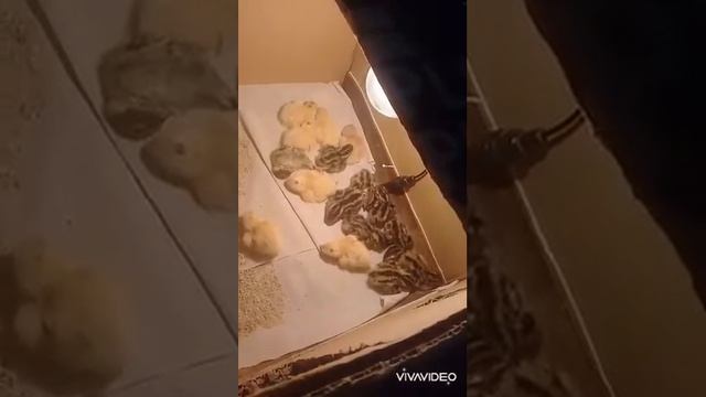 Перепелята в брудере смотреть онлайн