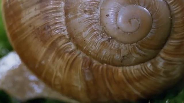 Улитки смотреть онлайн