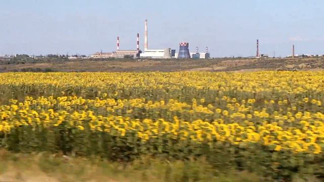 Поле Подсолнухов в Сызрани смотреть онлайн
