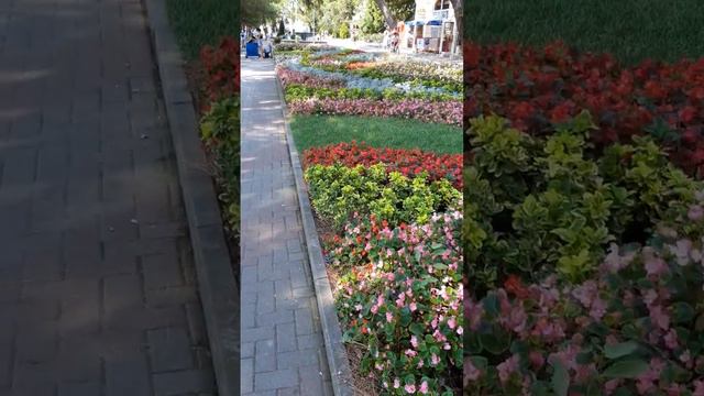 Бегония, амарант и др. цветы в цветочном бордюре / Begonia, amaranth and other in a flower border смотреть онлайн