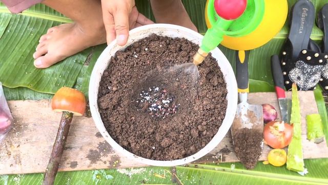 Grow Avocado Plant From Seed At Home | How To Cuttings Avocado To Grow 100%
