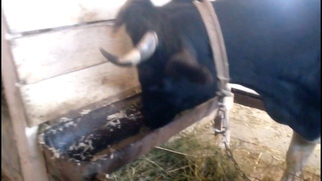 повышаем удои//как повысить удой у коров в зимнее время смотреть онлайн