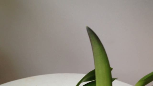 Windowsill Cattleyas in February - Update смотреть онлайн
