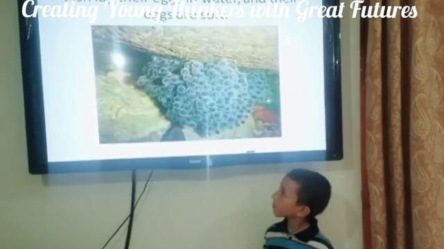 Amazing Animals, A Presentation from Science practicing Present Simple Tense. смотреть онлайн