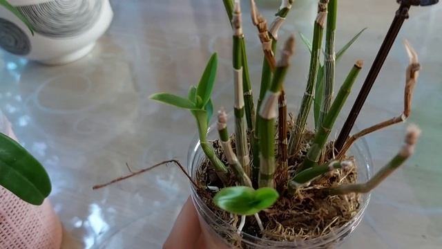 Мои Новые и Старые Дендры ? смотреть онлайн