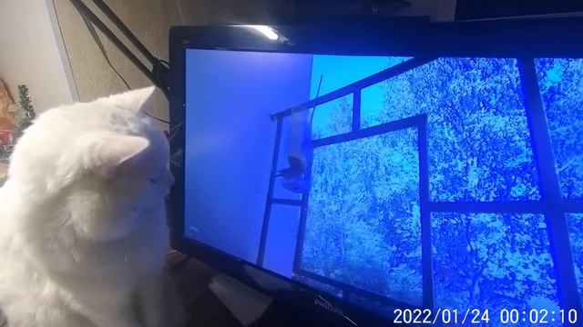 Реакция Васика на птичек В мониторе (звук в наушниках) смотреть онлайн