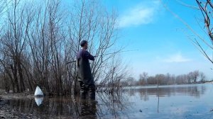 Ловля плотвы весной на стальку