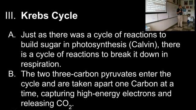 Aerobic Respiration CCCS Biology #7 смотреть онлайн