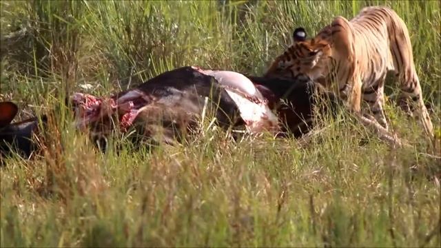 tiger hunt - kanha смотреть онлайн