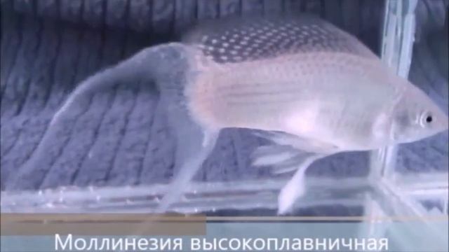 Моллинезии - вид аквариумных рыбок, представленных множеством вариететов различных окрасов и форм. смотреть онлайн