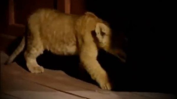 Cleopatra Stratan -Zunea Zunea Mp3.wmv