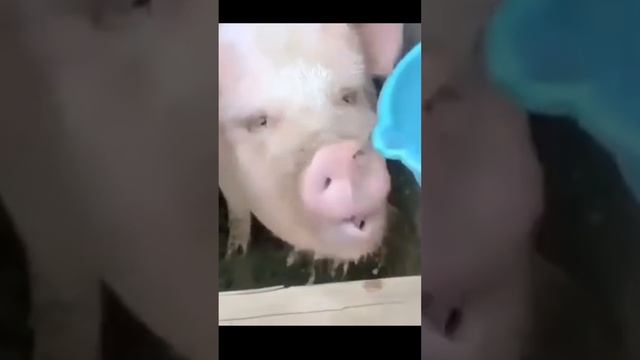 Как я пью воду ?