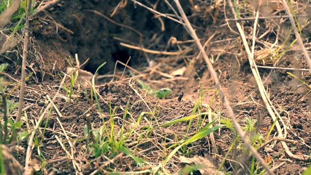 SONY NEX-5T Cinematic test смотреть онлайн