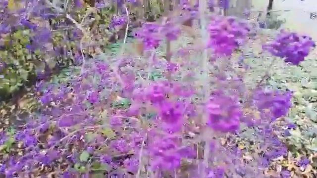 Лавандовые ягоды Красивоплодника Бодиньера (Callicarpa bodinieri) смотреть онлайн