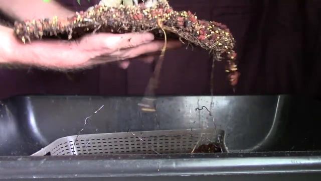 Ginseng Ficus Bonsai Also Known As Ficus Retusa But Is Ficus Microcarpa. Pruned, Wired And Repotted