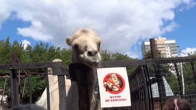 Посетители кормят верблюда в зоопарке смотреть онлайн