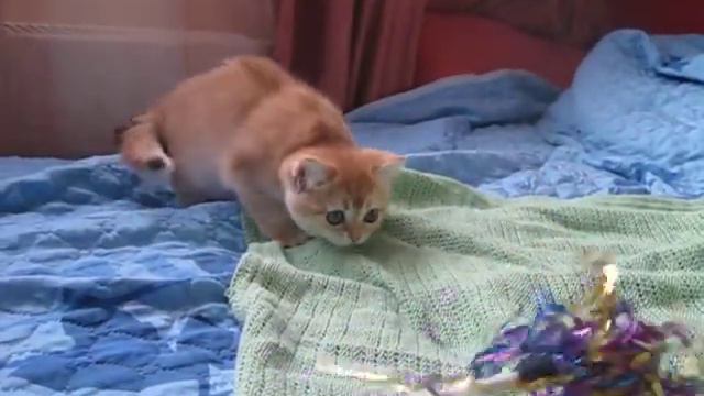 Иоланта, золотая британка смотреть онлайн