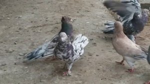 #Голуби #Дагестана    Голуби Абдурахманова Загида! Дербент