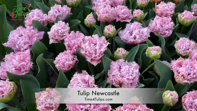 Tulip Newcastle | Time4Tulips.com