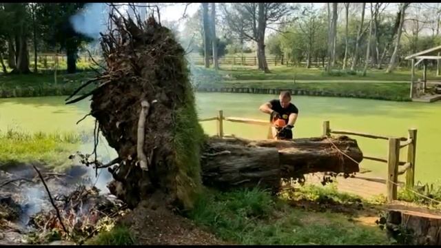 Вожу бревна из леса.Мотоблок Беларус-09Н. смотреть онлайн