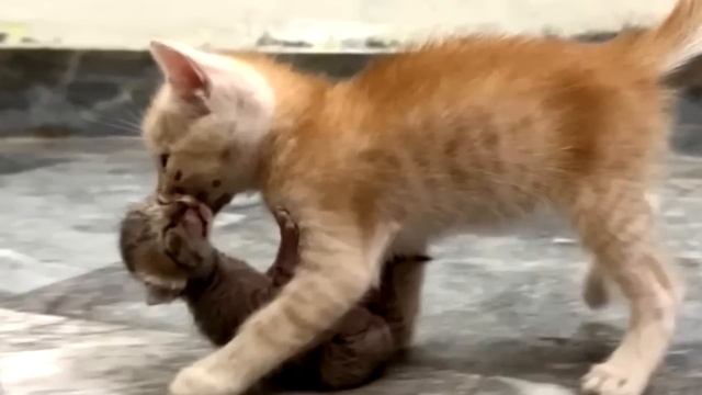 Котенок принес подкидыша и положил к кошке. Дальше произошло немыслимое! смотреть онлайн