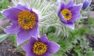 Прострел (Pulsatilla) РЕЛАКС АРТ-ТЕРАПИЯ ИМПРОВИЗАЦИЯ композитор Виктор Анохин #музыка #piano #цветы