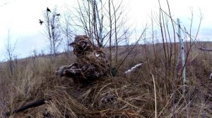 Охота на тетерева с чучелами.