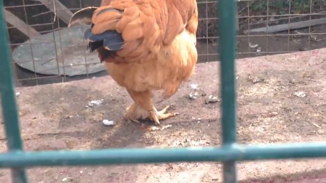 Куры завалили яйцами! смотреть онлайн