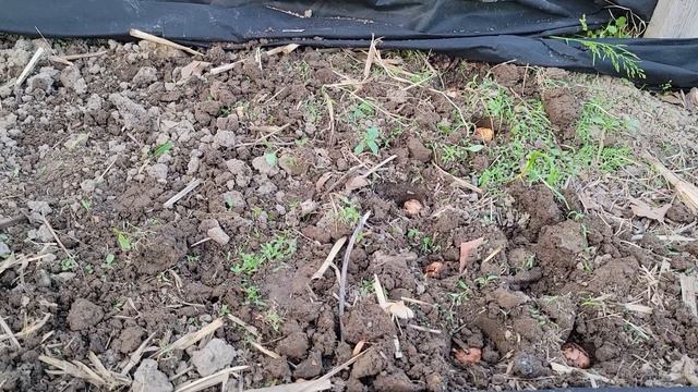 Succession Planting Gladiolus смотреть онлайн