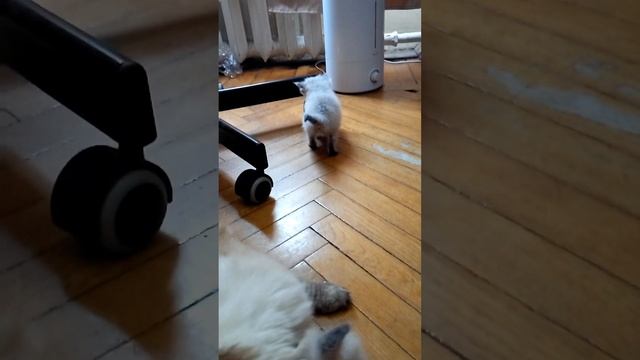 КАК БЫСТРО РАСТУТ КОТЯТА! ^©^ смотреть онлайн