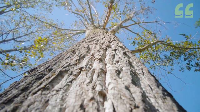 Беләсем килә: Яфраклы агачлар / Лиственные деревья / Deciduous Trees