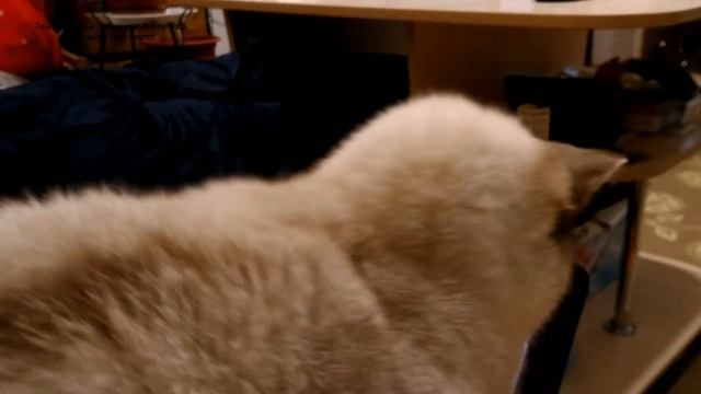 Тайский котёнок Лукас любит смотреть фильмы для кошек про птичек в лесу! Тайские кошки это чудо! смотреть онлайн
