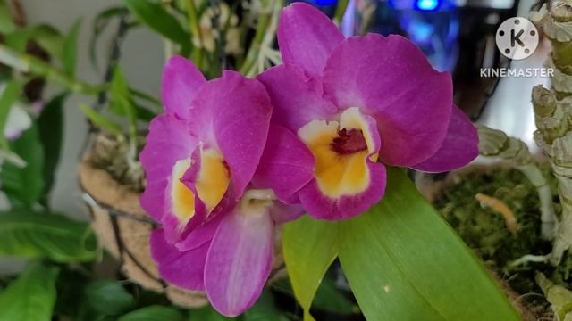 Dendrobium nobili (гибрид). Старички и новички. смотреть онлайн