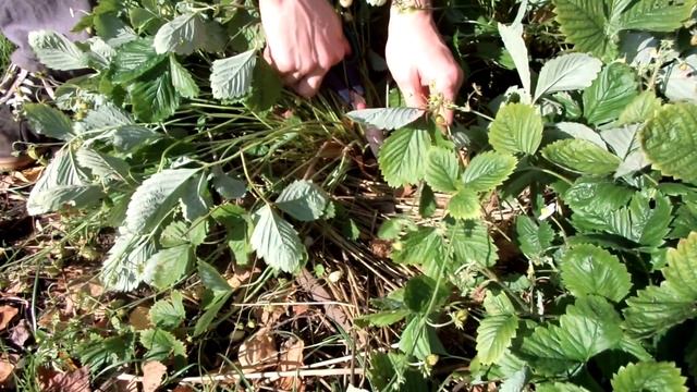 How to PROPAGATE EVERBEARING strawberries. Размножение ЗЕМЛЯНИКИ ДЕЛЕНИЕМ КУСТА (без усов) смотреть онлайн