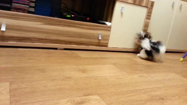 щенок бивер йорк. Шоу Кураж Валенсия Стоун. смотреть онлайн