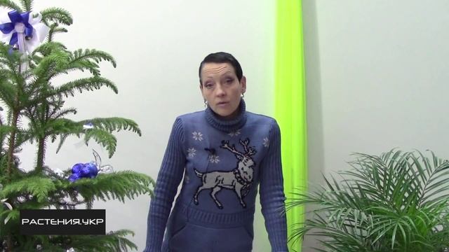 Как правильно поливать комнатные цветы зимой? / Уход за комнатными растениями смотреть онлайн