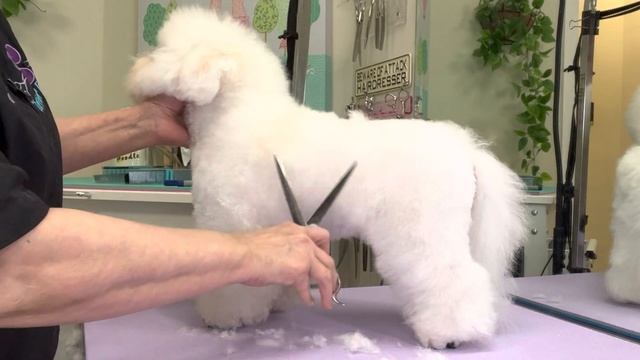 BICHON puppy HAIRCUT. STEP by STEP. Watch this 5 month old BICHON get groomed & Stretch/fluff dried смотреть онлайн