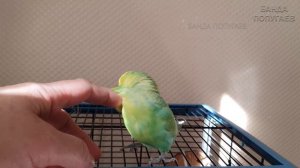 ? Как подобрать второго волнистика || Как познакомить попугаев