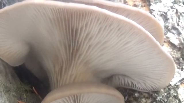 Грибы Вешенки в лесу. В чем польза. смотреть онлайн