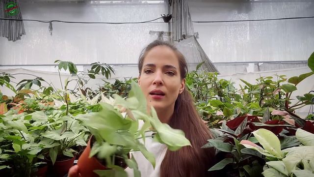 🤩Dostawa Roślin! Monstera Aurea Variegata, Nowa Aglaonema Czy ‚wąskie I Wysokie’?