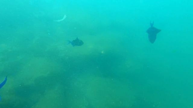 SCUBA DIVING IN INDIA 2020 - GOA EP-2 - JUST RS.3000 -MUST TRY смотреть онлайн