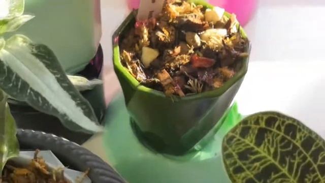 Лайфхак полива "Драгоценных орхидей" и хирургическая помощь цветоносу орхидеи "Гавайи" смотреть онлайн