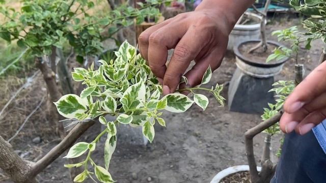 Easy Bougainvillea Bonsai Wiring And Styling