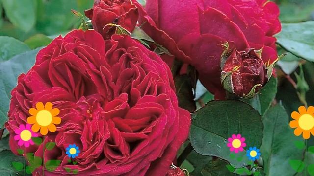 Роза кустовая Фальстаф (Falstaff). Краткий обзор, описание характеристик, где купить саженцы смотреть онлайн