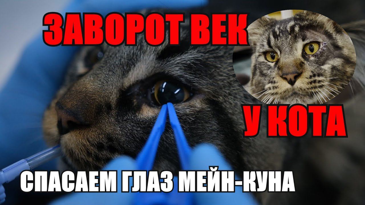 Спасаем глаз мейн-куну | заворот век у кота Тунца смотреть онлайн