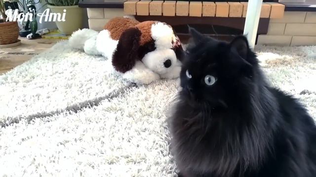 Дикая Орхидея из питомника Мон Ами смотреть онлайн