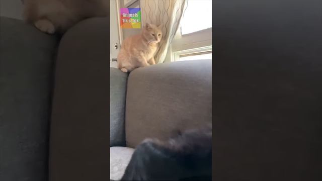 Приколы c Животными До Слёз / Смешные Кошки и Собаки / Смешные Видео с Животными /Видео с Котами #1 смотреть онлайн