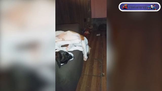 ЛУЧШИЕ ПРИКОЛЫ Январь 2017. Приколы с Животными . Приколы с Котами. Приколы с Собаками... Выпуск 63 смотреть онлайн