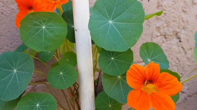 Tropaeolum Majus O Capuchina - Cuidados Y Reproducción  -  Tropaeolum Majus - Care And Reproduction