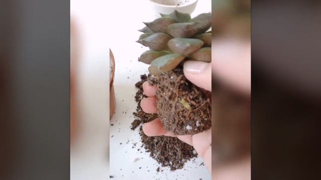 Echeveria purpusorum saksı değişimi смотреть онлайн